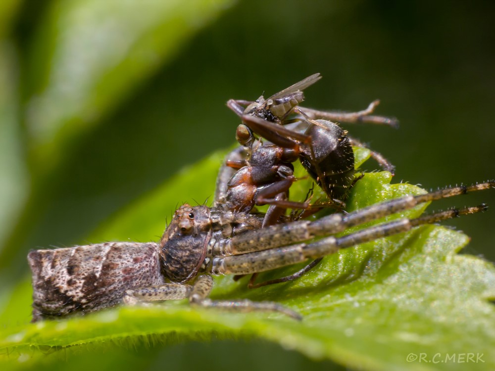 KRABBENSPINNE TMARUS mit AMEISE und FLIEGE 1000px bemerkenswert-co-at.jpg